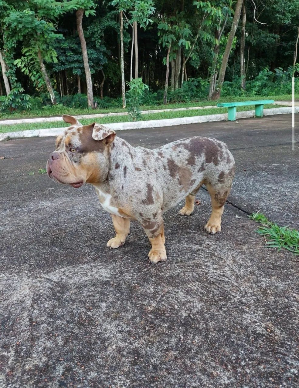 American Bully ( COBERTURA ) - Foto 5