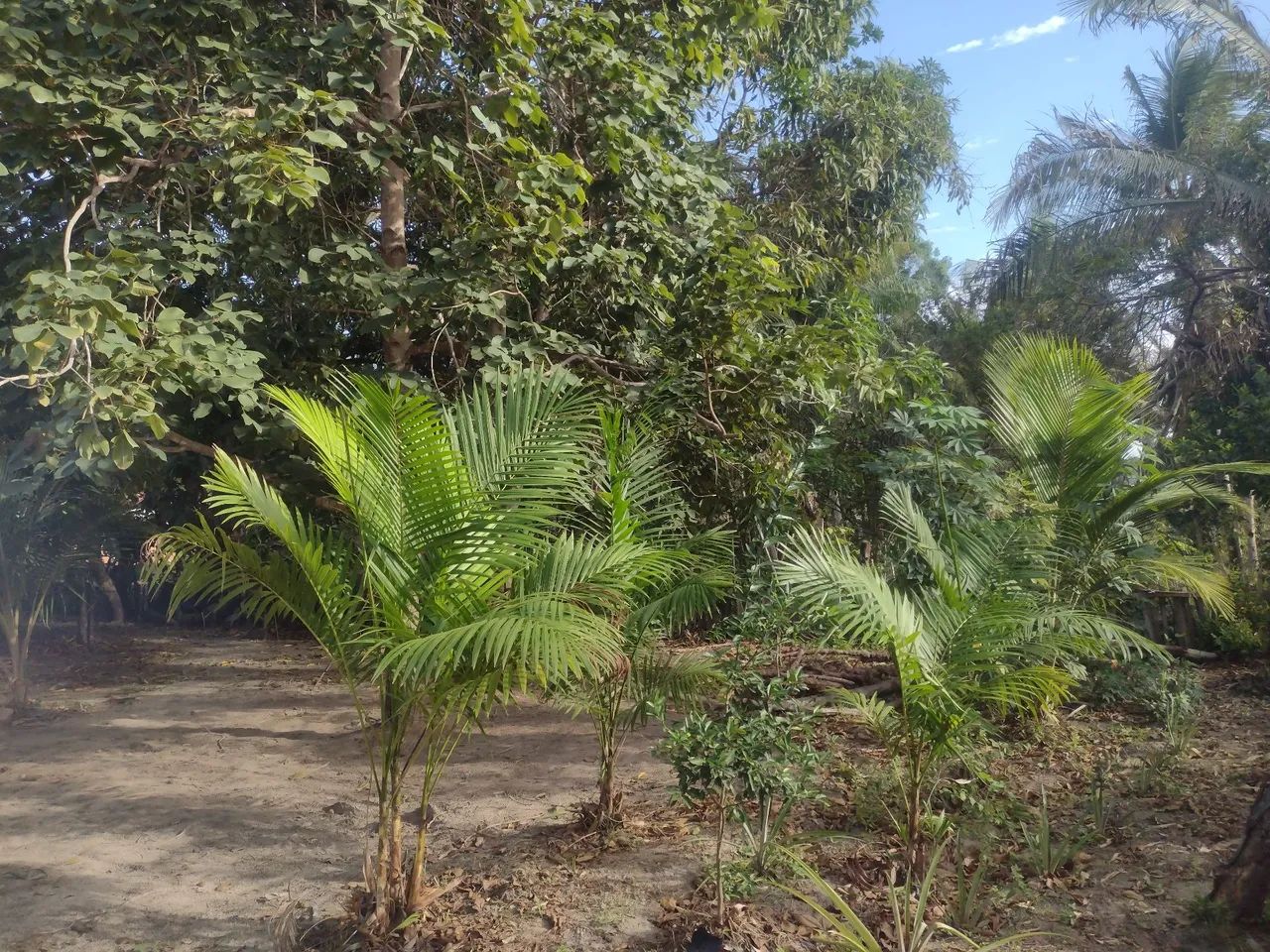 Foto - Paço do Lumiar - 