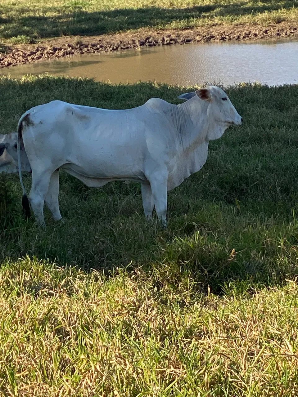 Vacas  - Foto 2