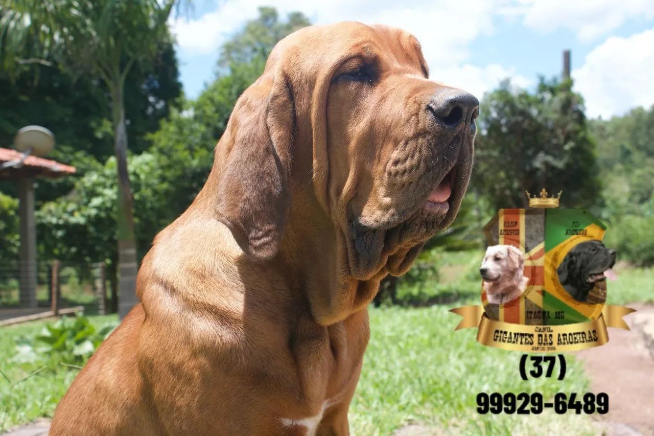 Fila Brasileiro com pedigree CBKC  - Foto 3