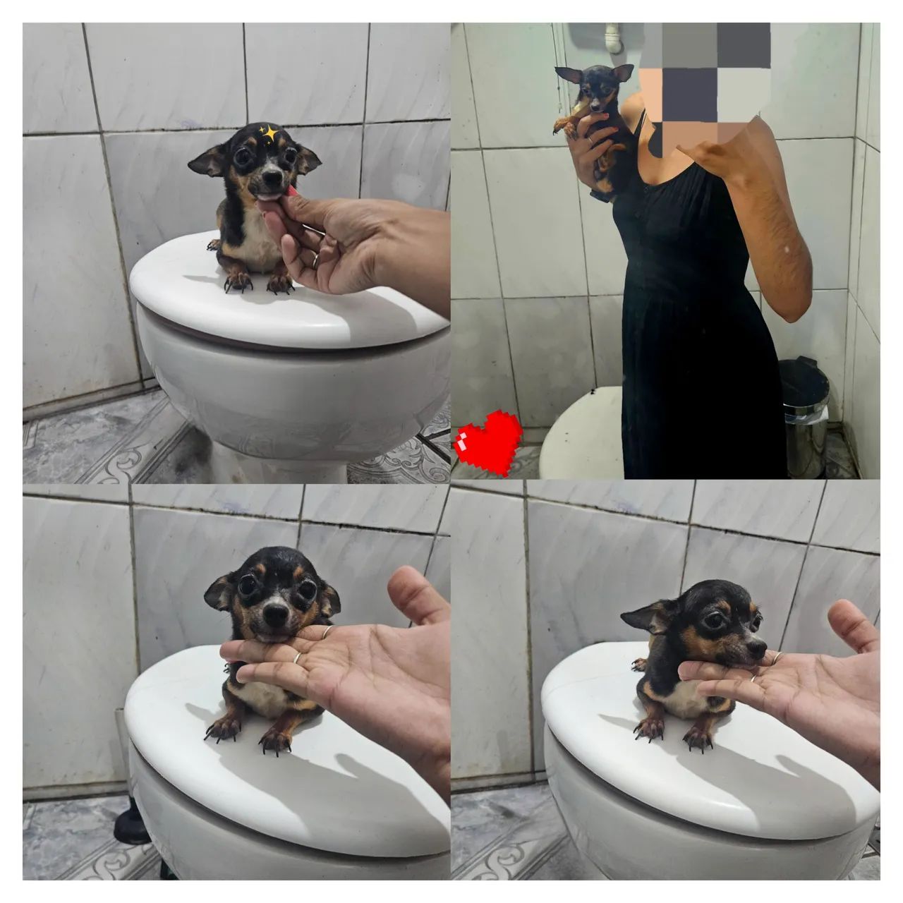 Pinscher macho 00 adulto 