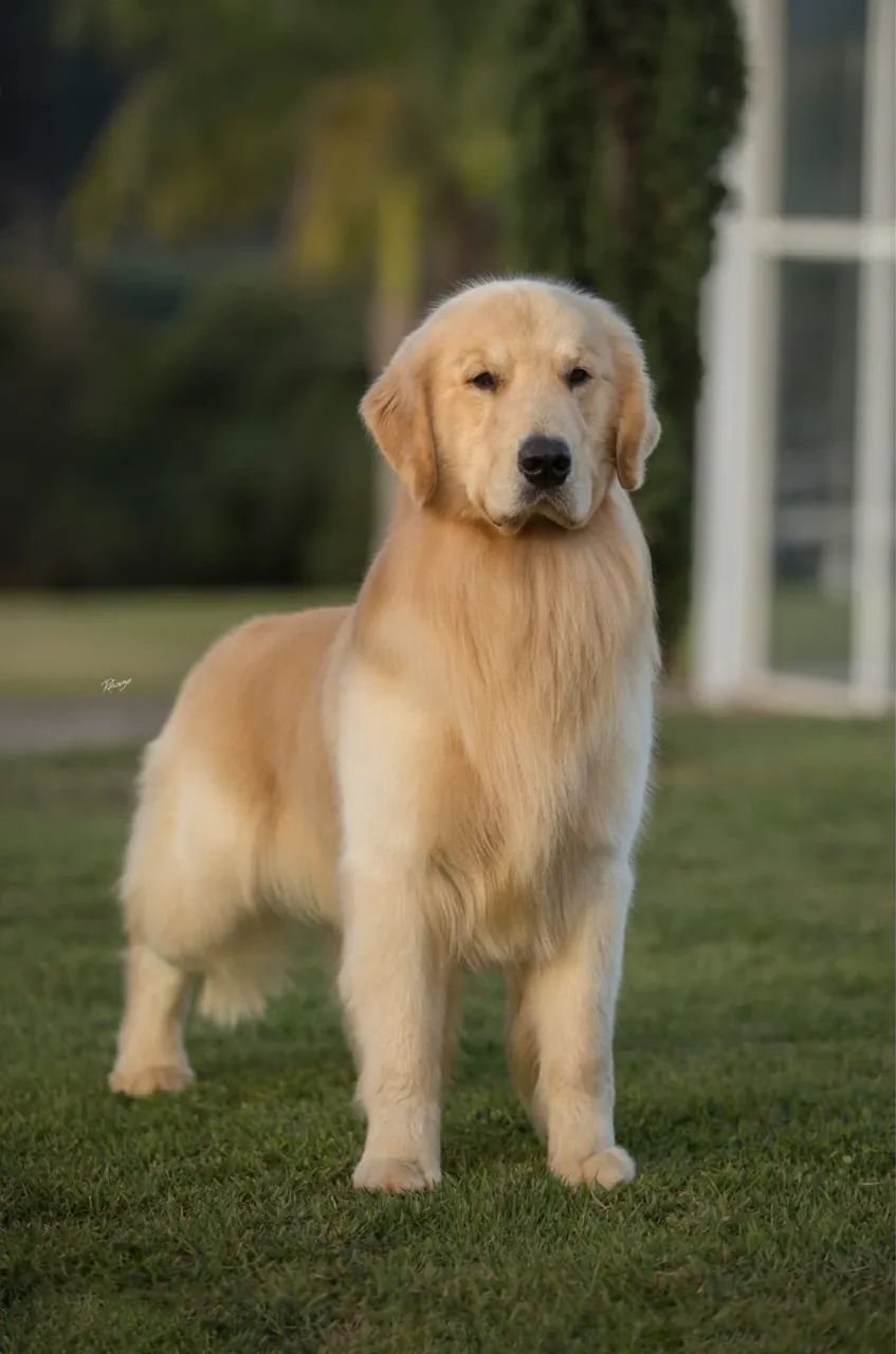 Golden Retriever - Foto 3