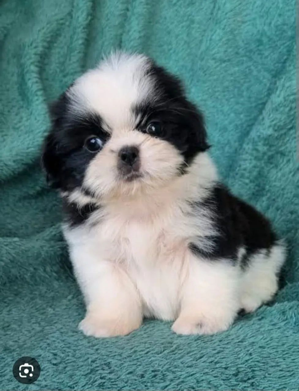 Shihtzu 