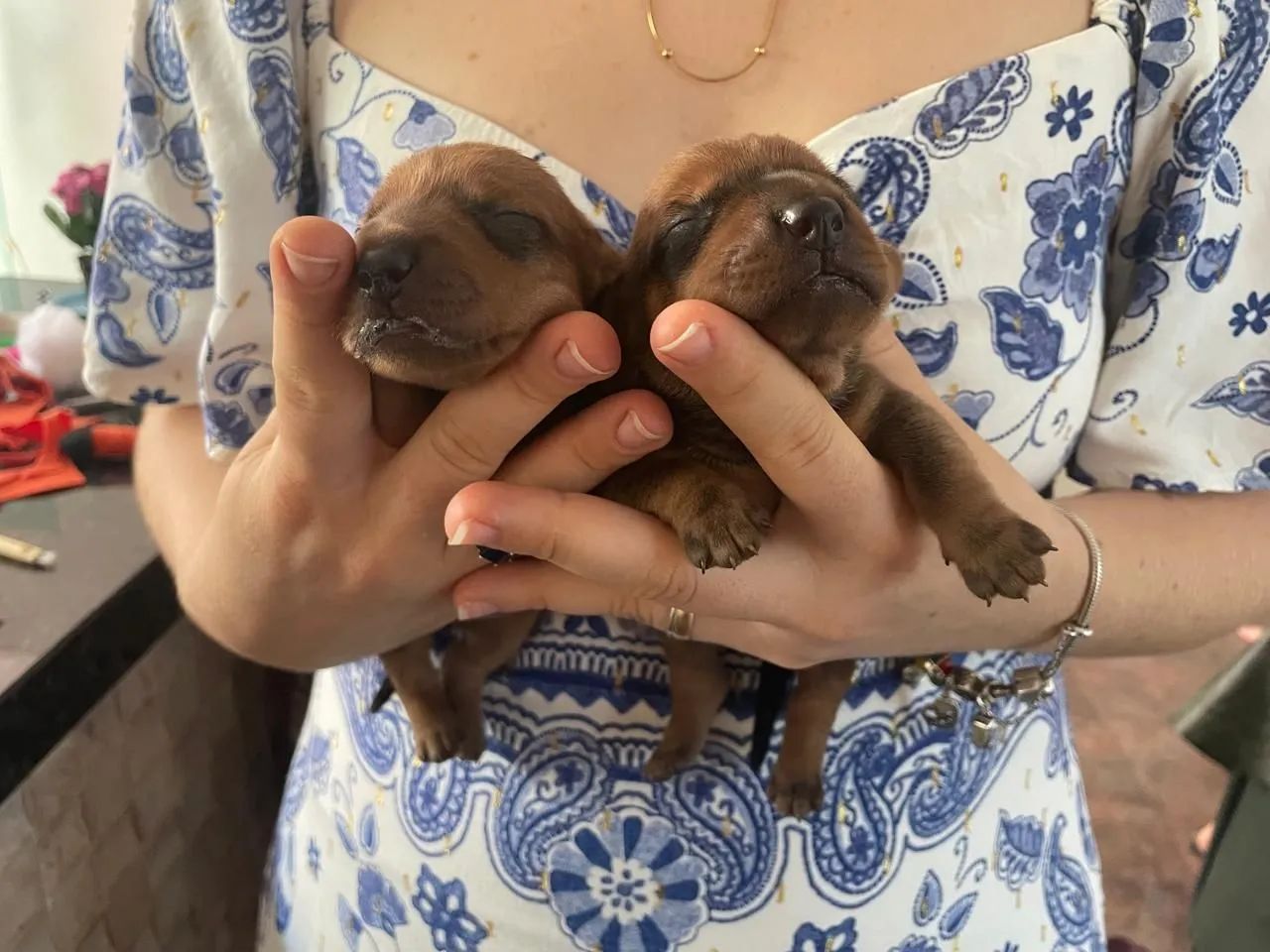 Dachshund  - Foto 2