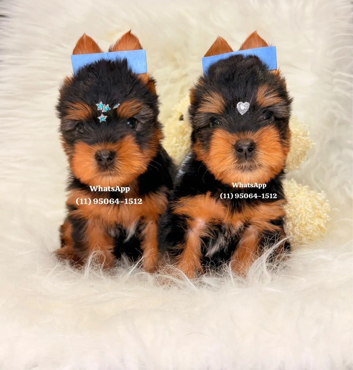 Belos meninos de Yorkshire Terrier á pronta entrega  - Foto 4