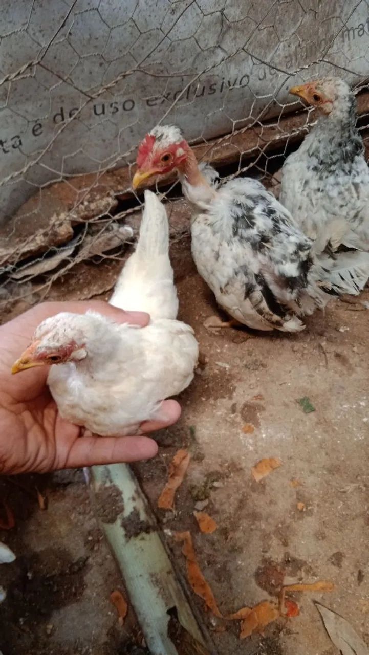 Franguinhos Nagasaki  - Foto 3