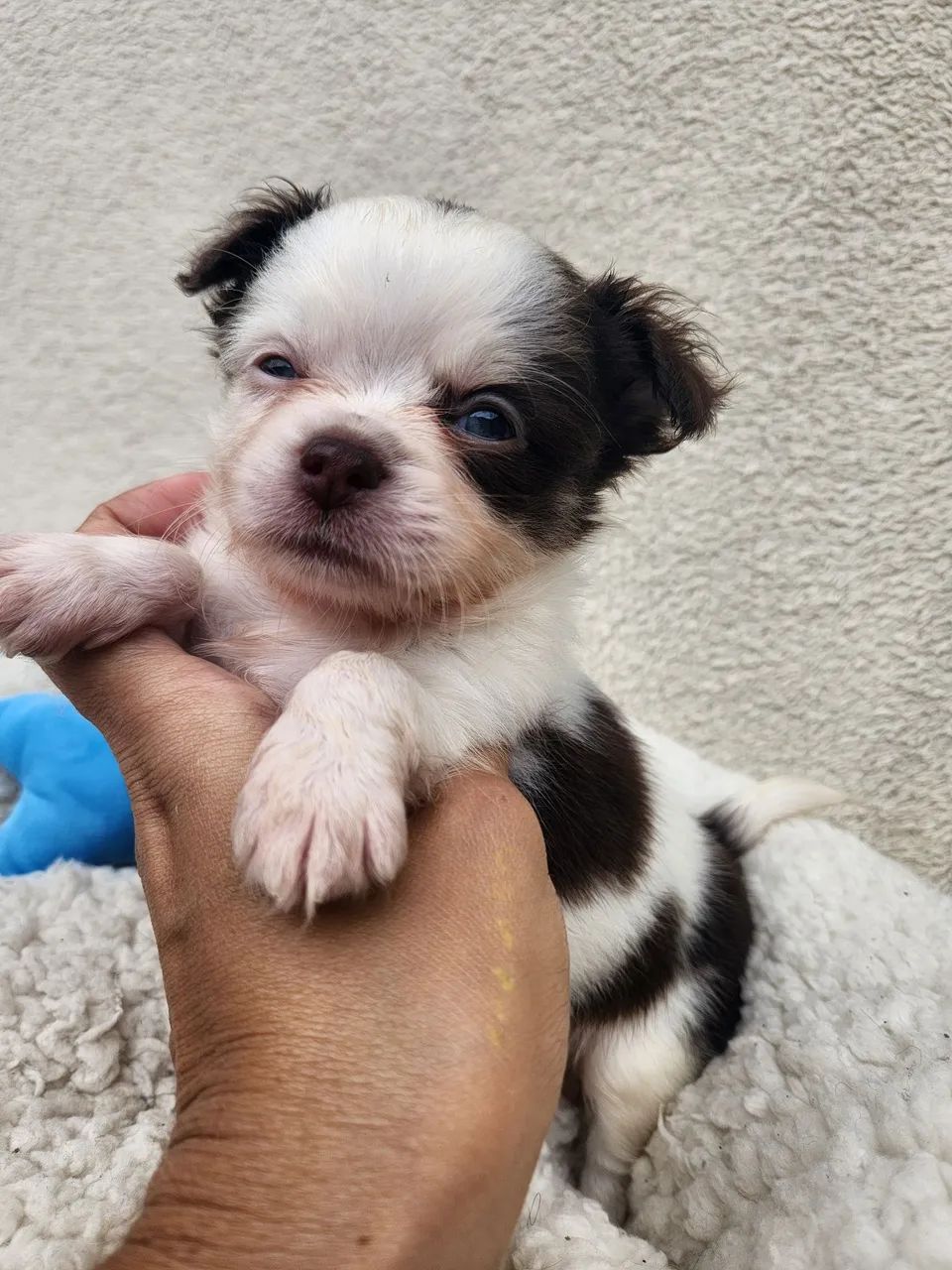 Chihuahua Macho Chocolate  - Foto 2