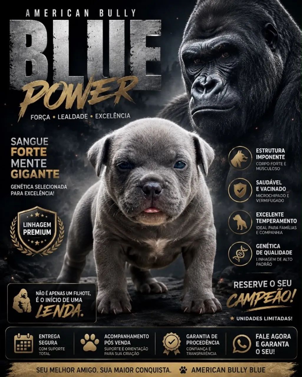 American Bully 