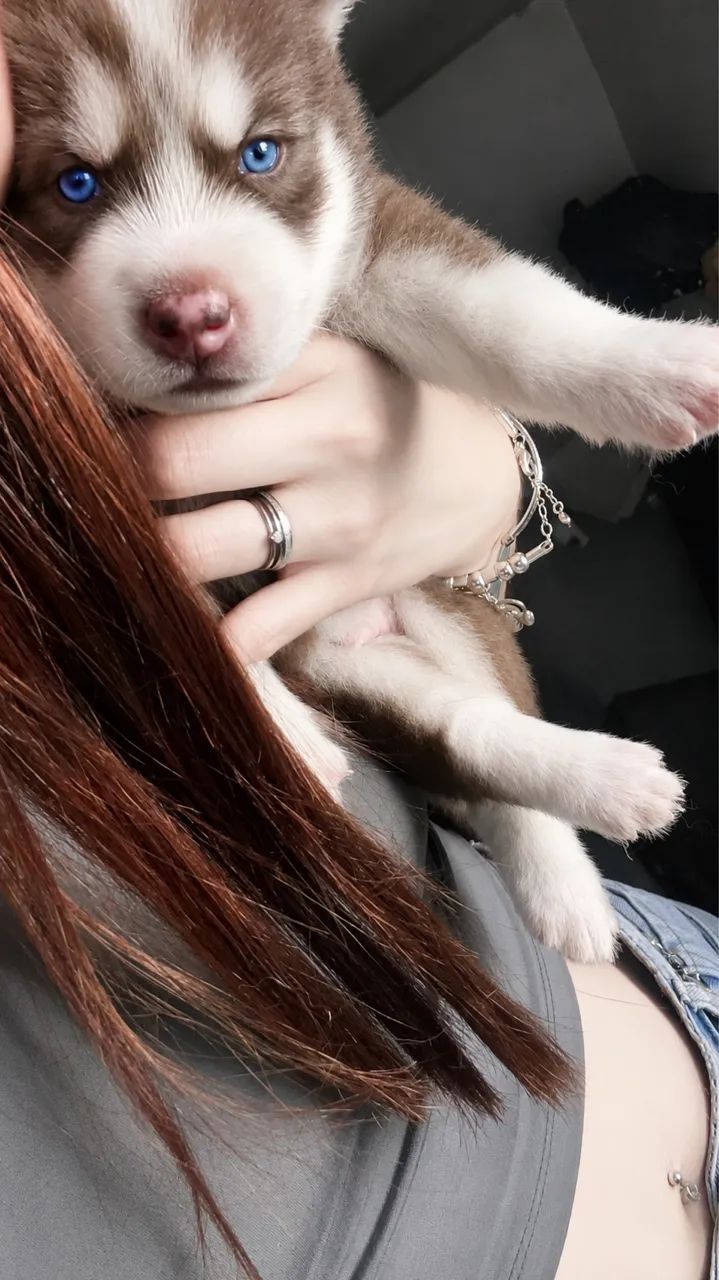 Husky siberiano  - Foto 4