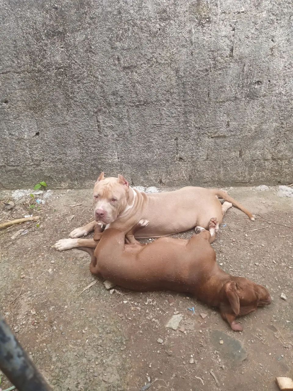 Casal pitmonsters  - Foto 3
