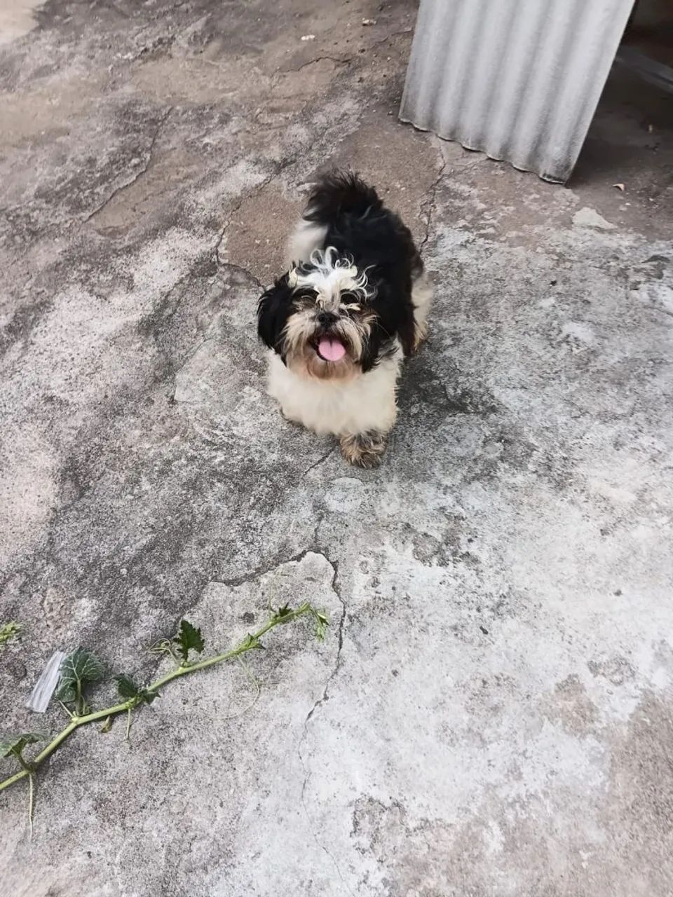 Shihtzu macho - Foto 3