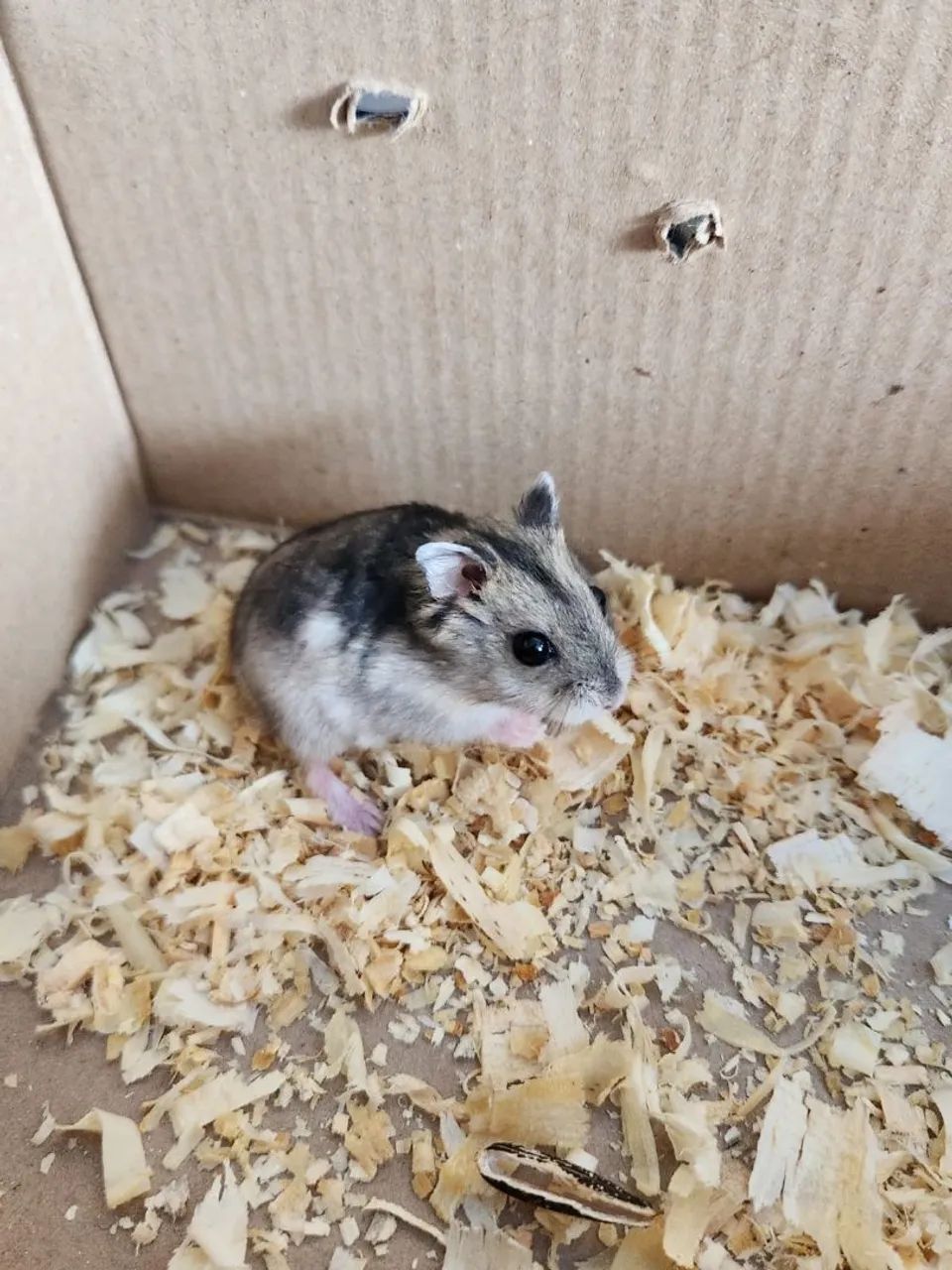 Hamster anão Russo 65580493881346121