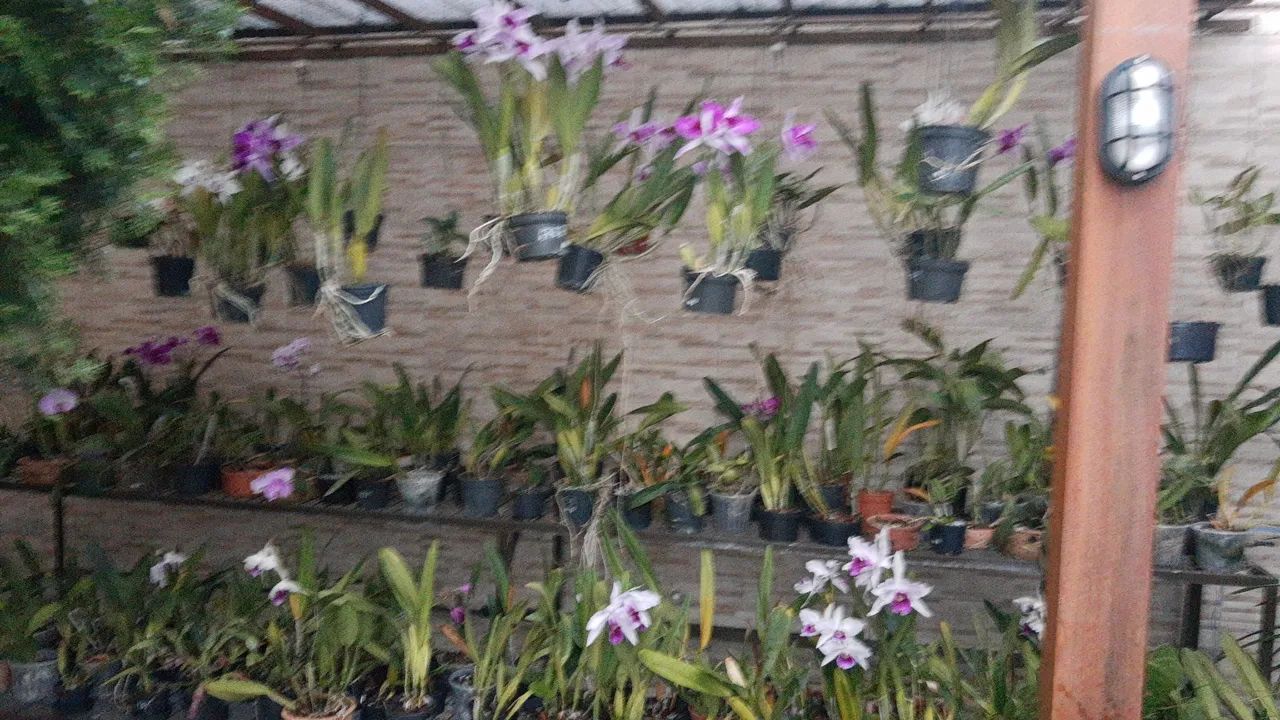 Prateleira para plantas - Foto 3