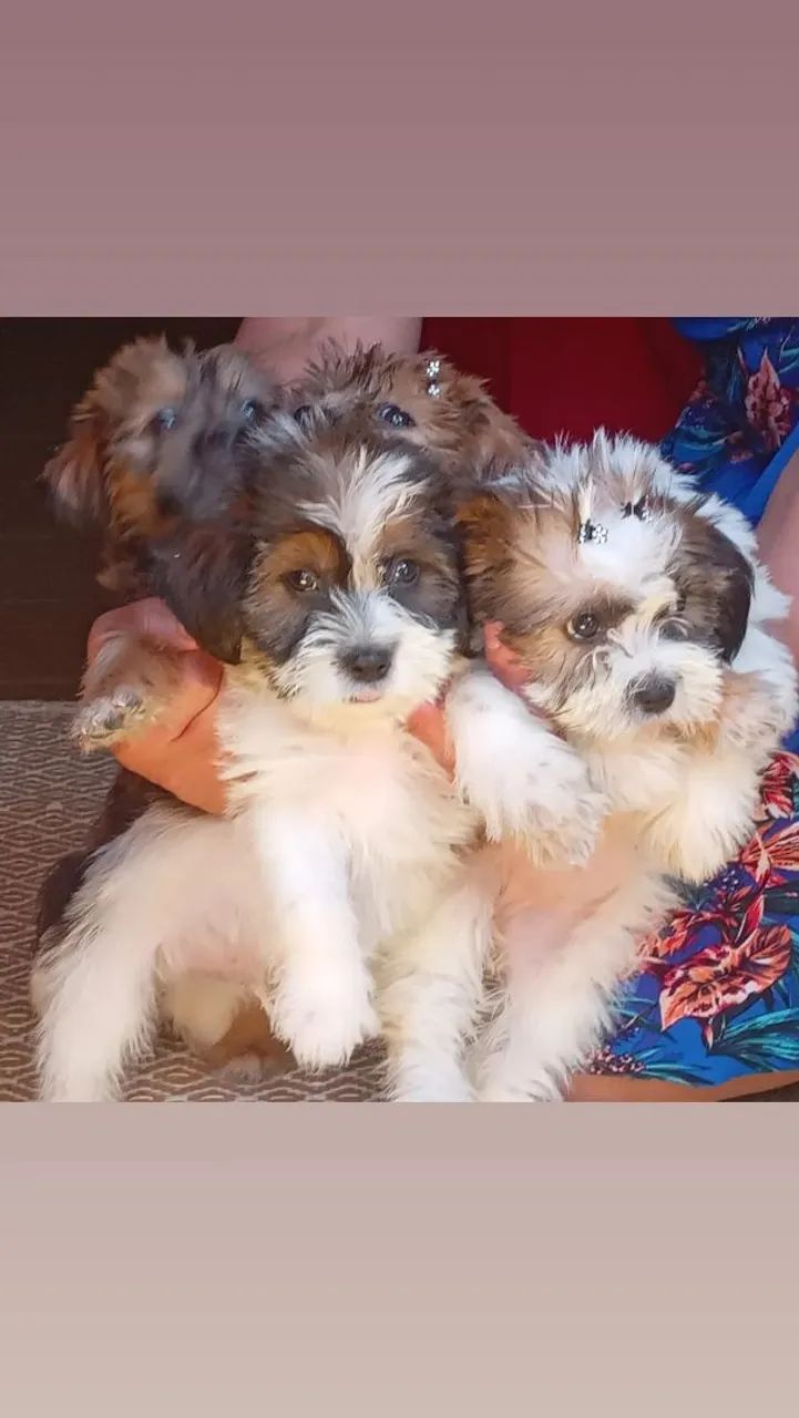 Cachorros - Foto 2