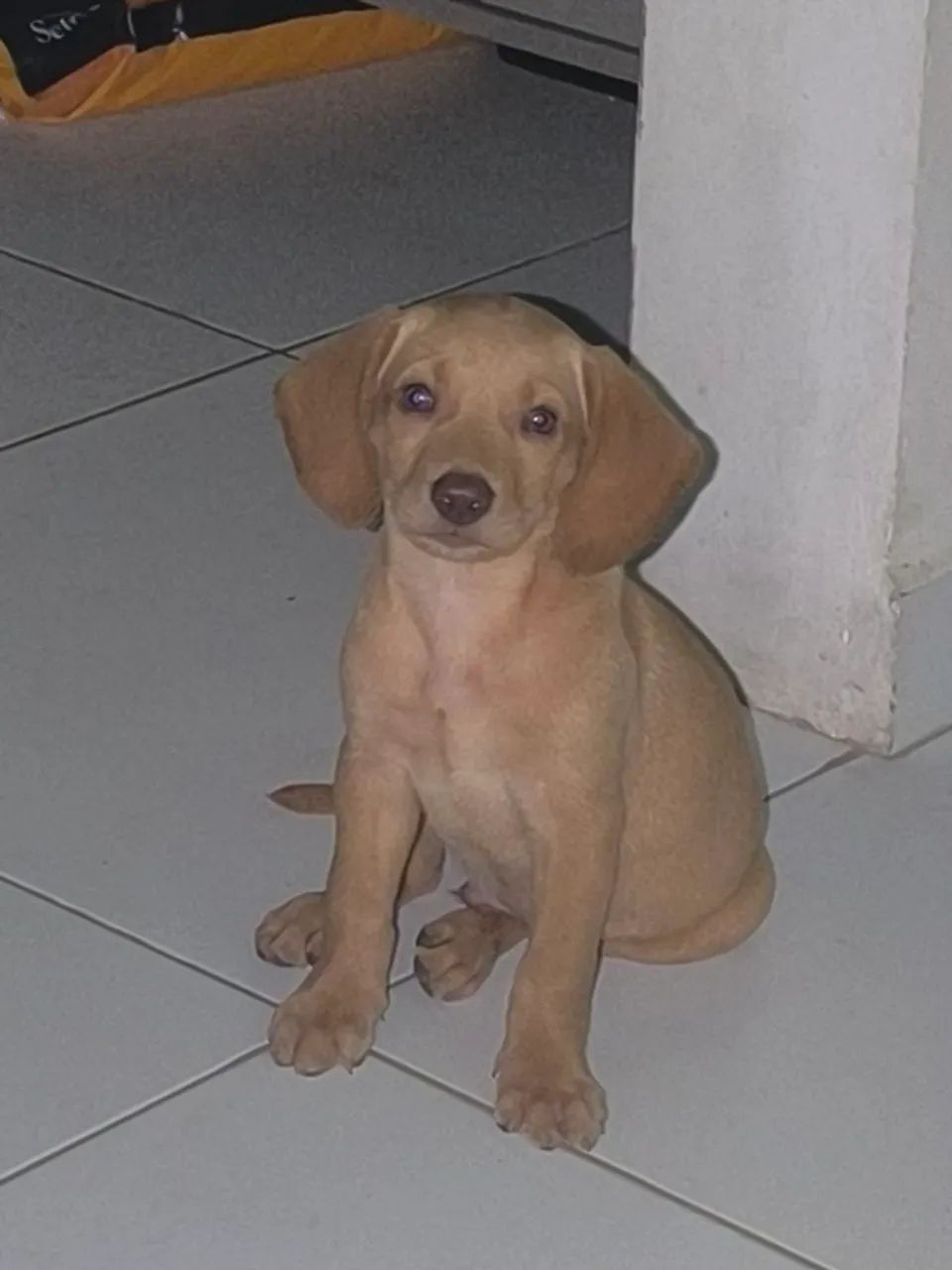 Vendo Labrador Retriber Macho! 2 Meses 