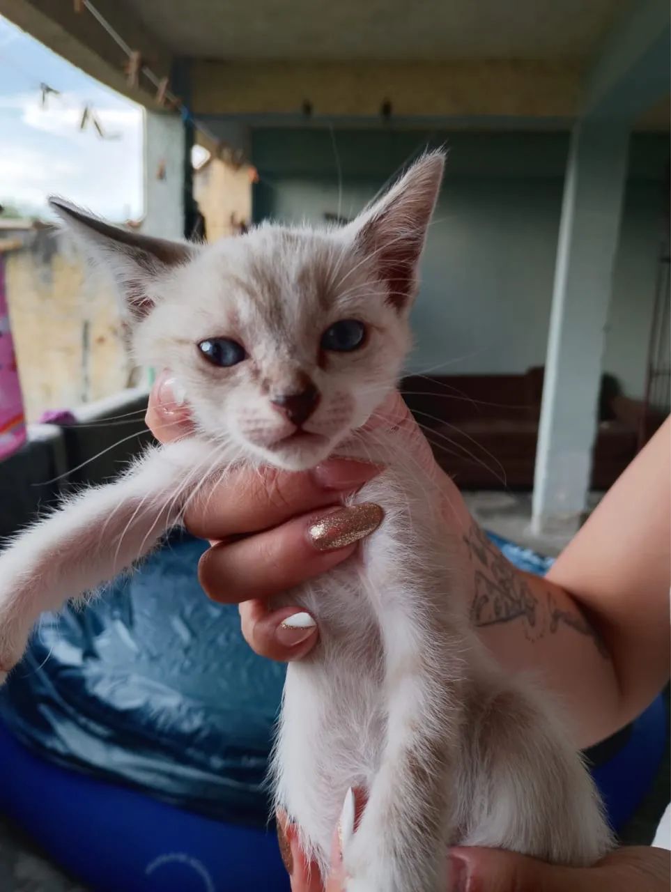 Gatinhos para doação  - Foto 2
