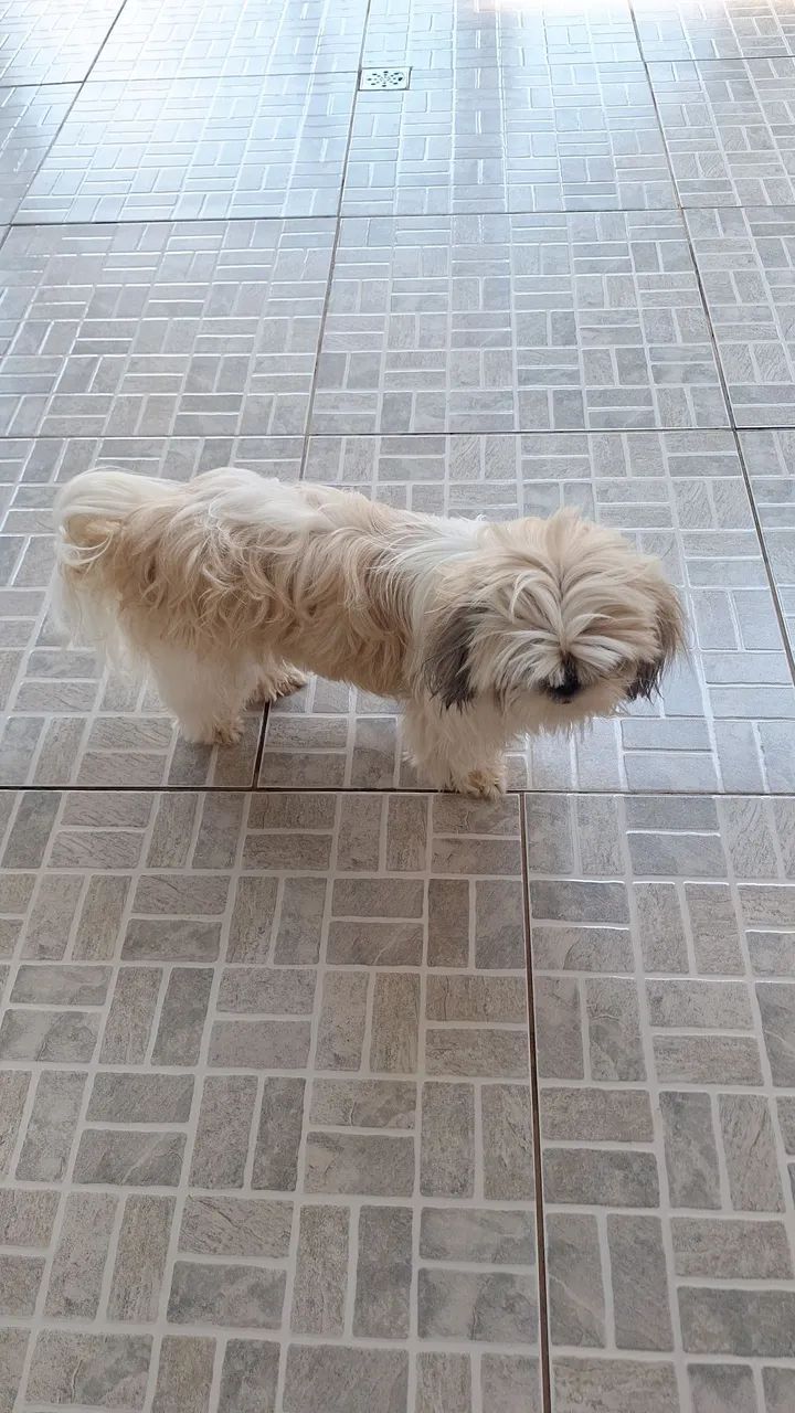 Animal de estimação  - Foto 4