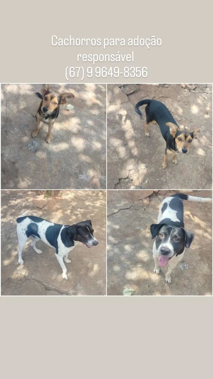 Cachorros para adoção responsável 