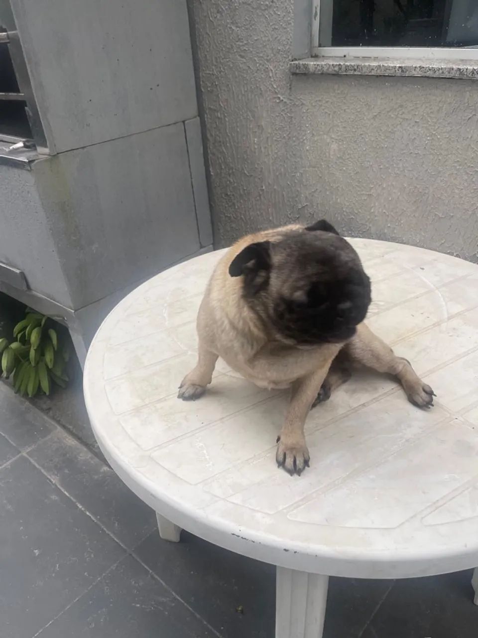 Pug fêmea - Foto 4