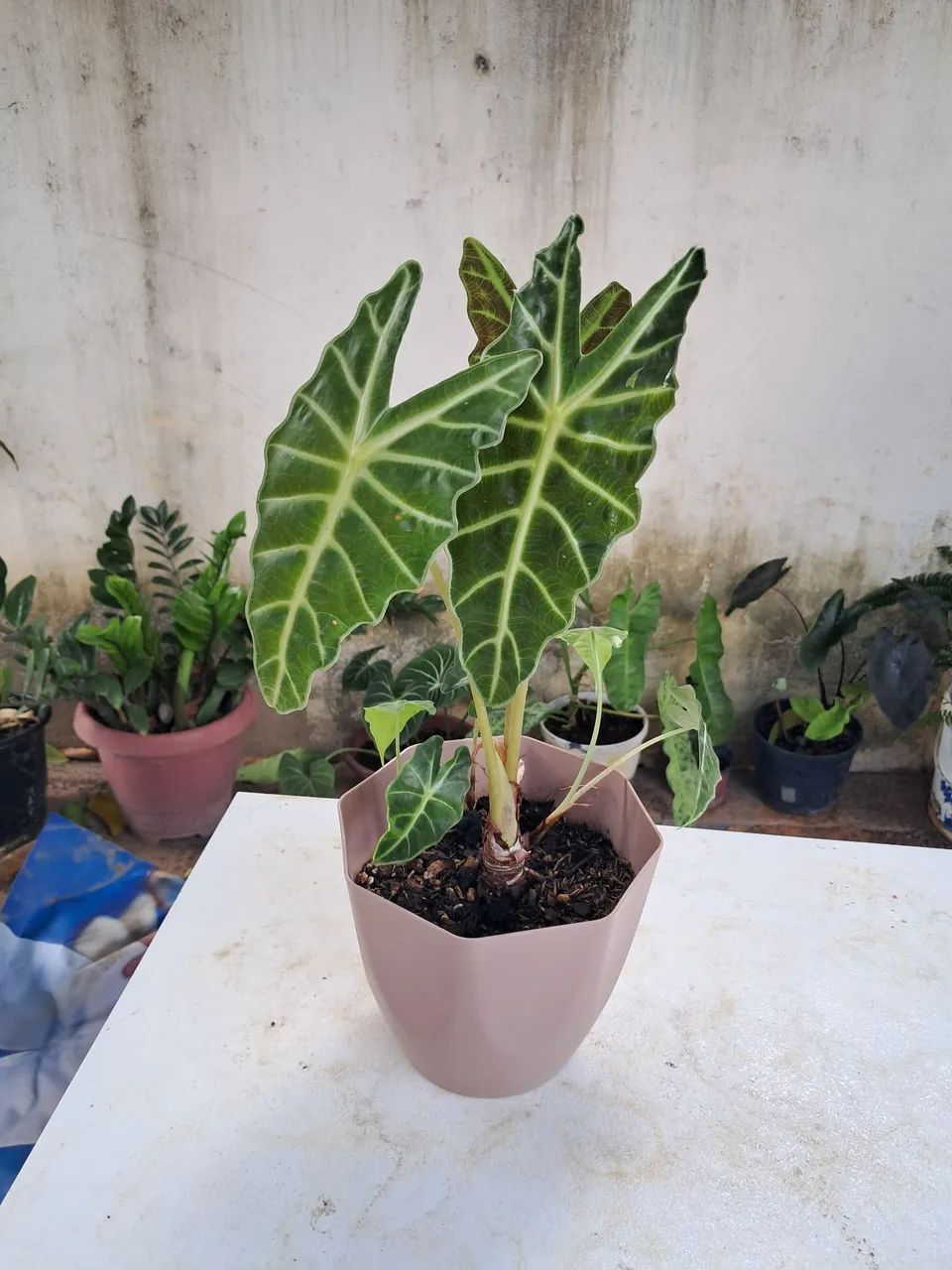 Planta 