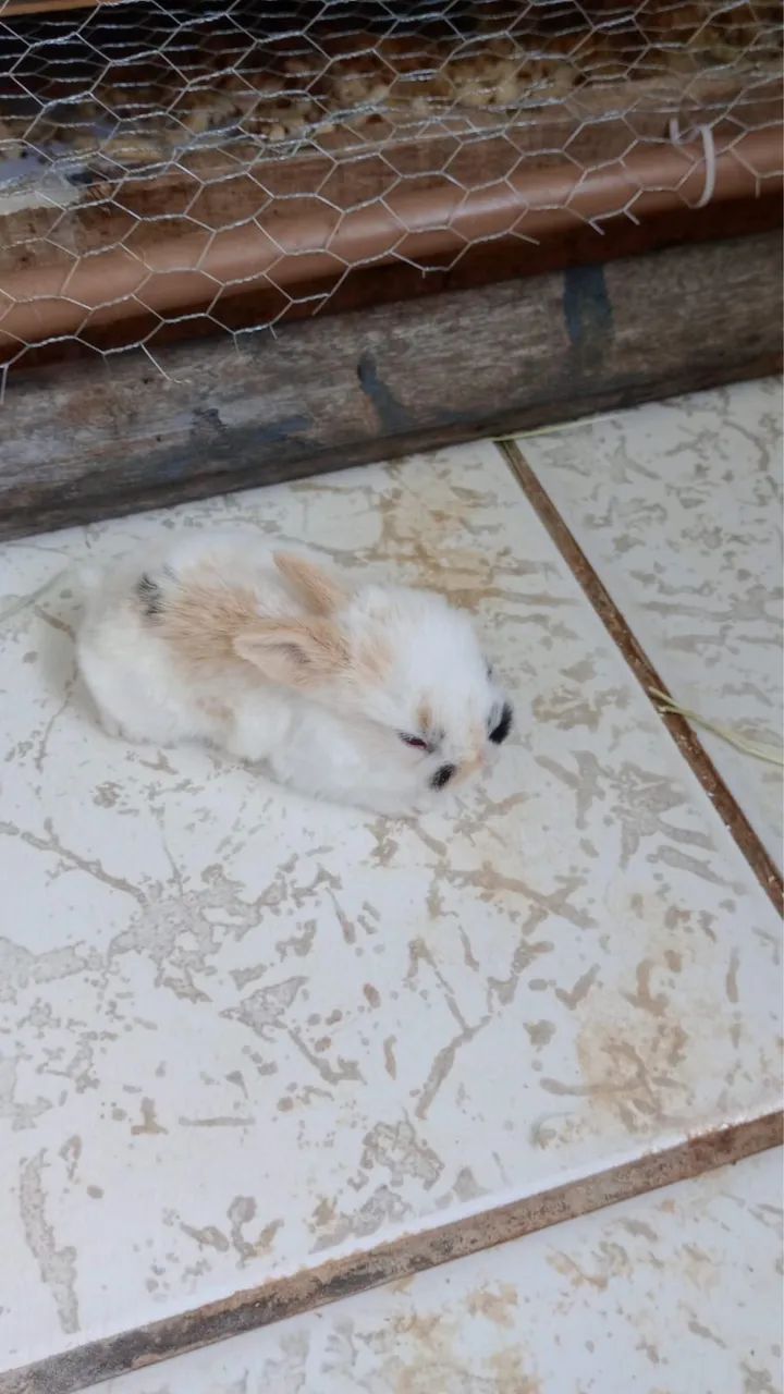 Coelho Mini Loop - Foto 6