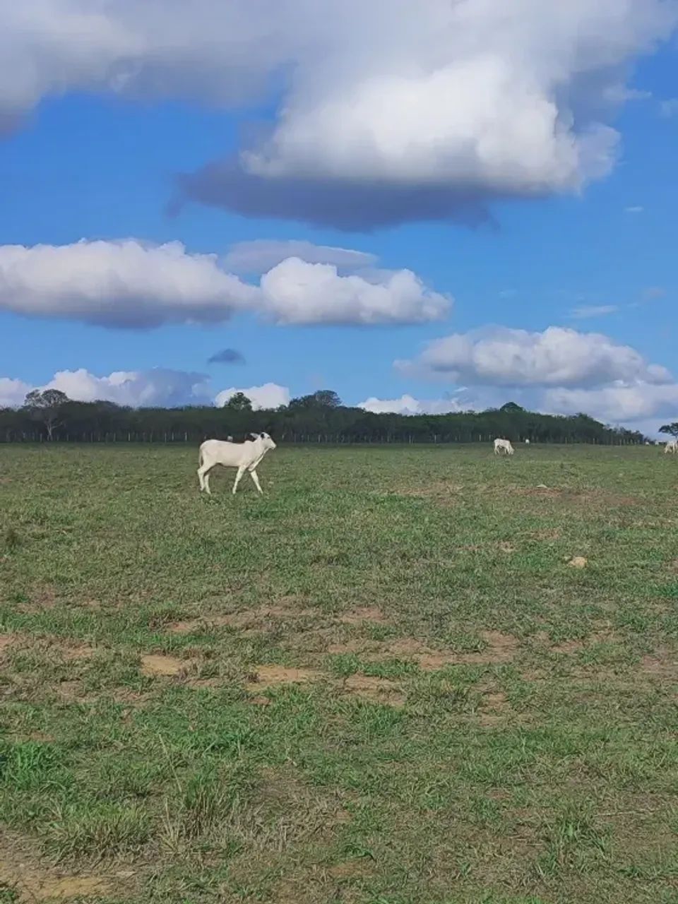 Excelente granja com 17 hectares em Monte Alegre - Foto 5