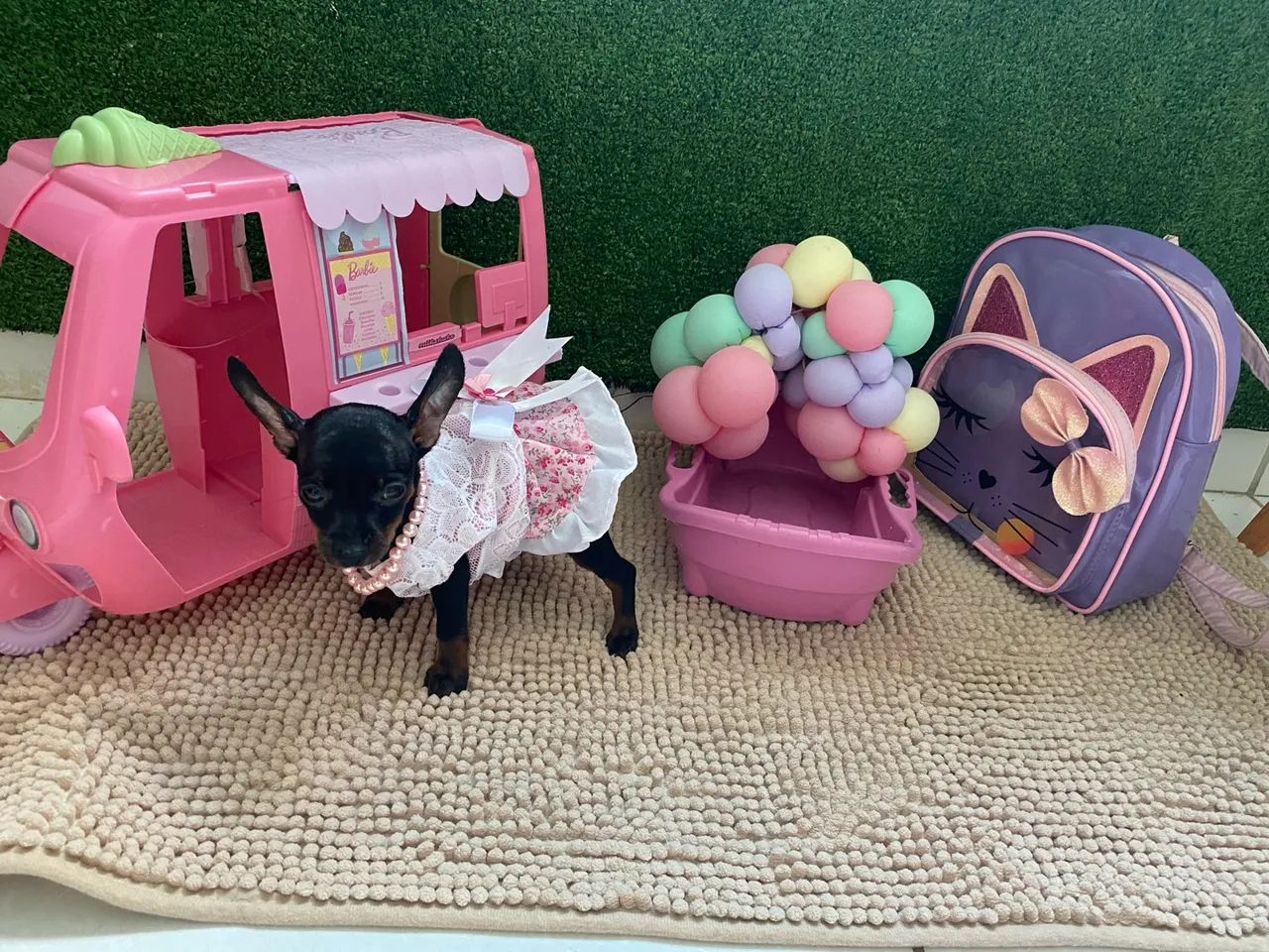 Filhotes de Pinscher  - Foto 5