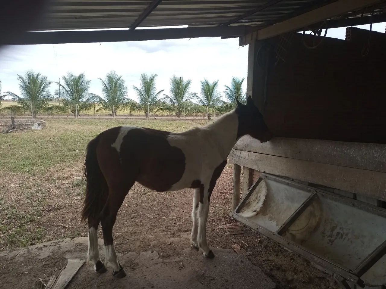 Oportunidade!!! Potro Campolina Pampa - Genética de Marcha e Estrutura leia o anúncio - Foto 5