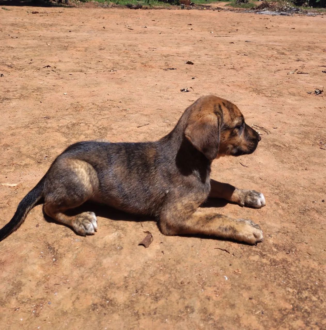 Filhote de fila brasileiro - Foto 2