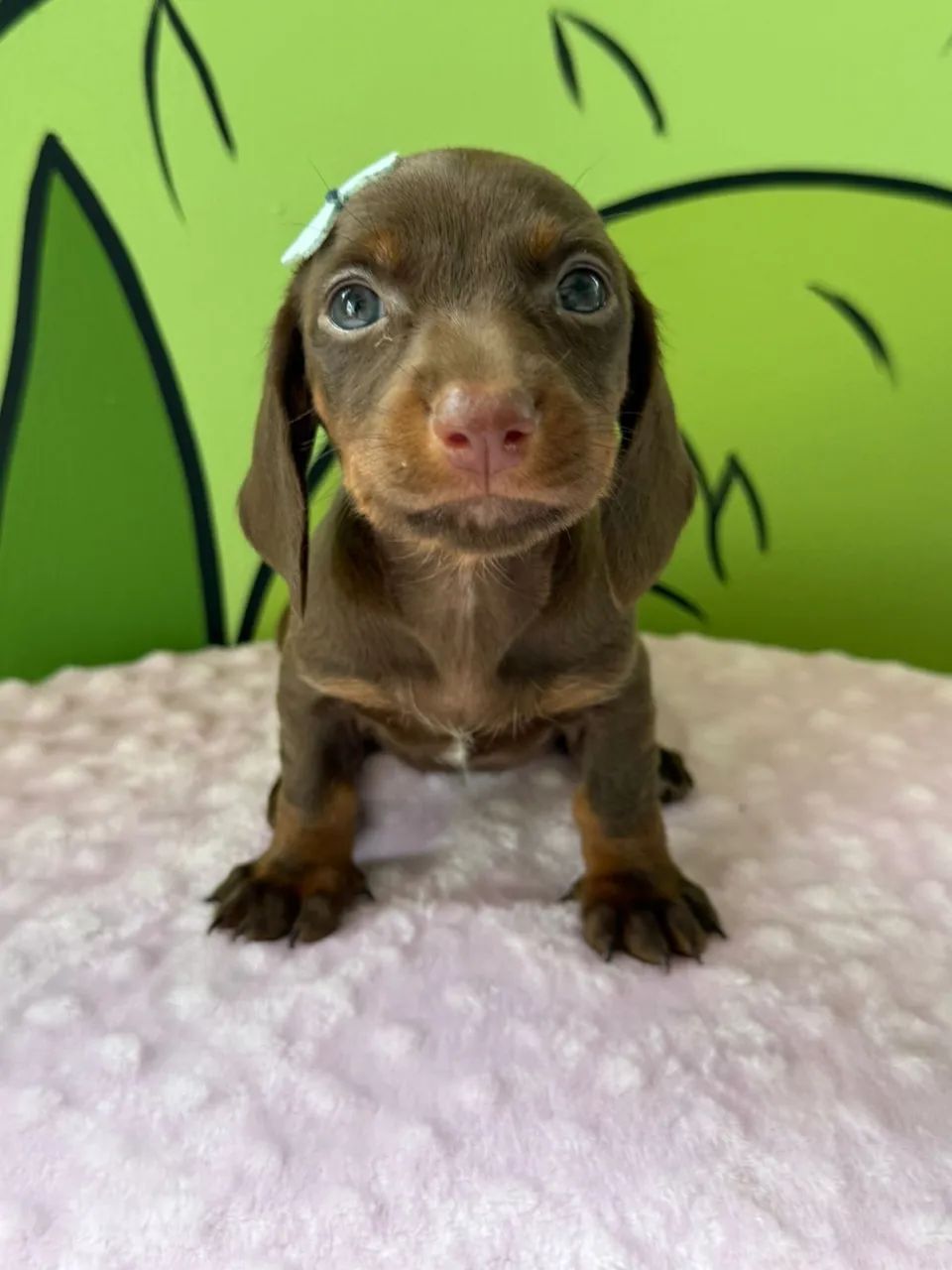 dachshund salsichinha  - Foto 4