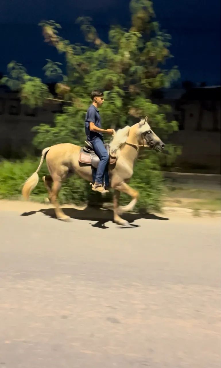 Garanhão loiro - Foto 3