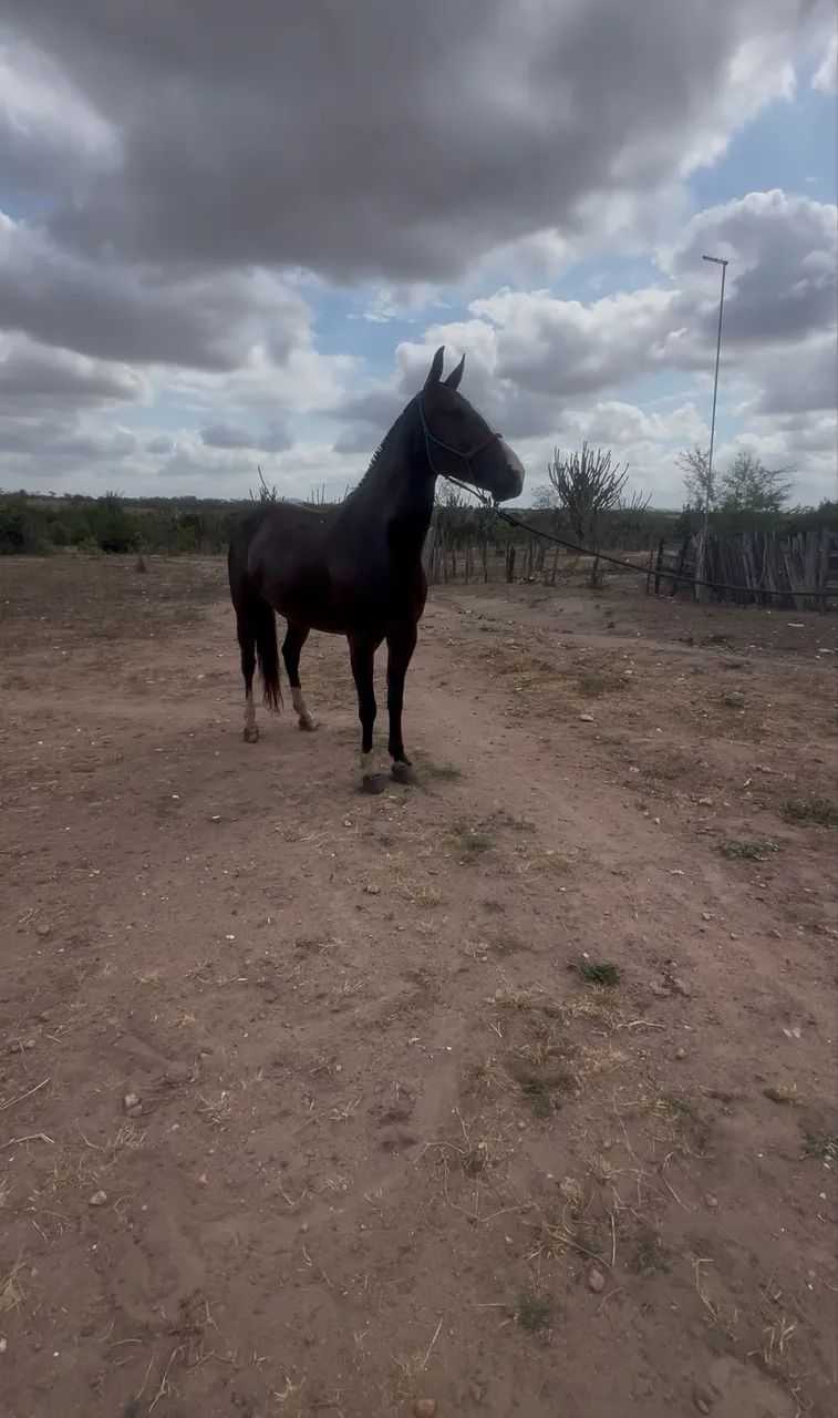 Égua mangalarga luxo de cela à venda - Foto 2