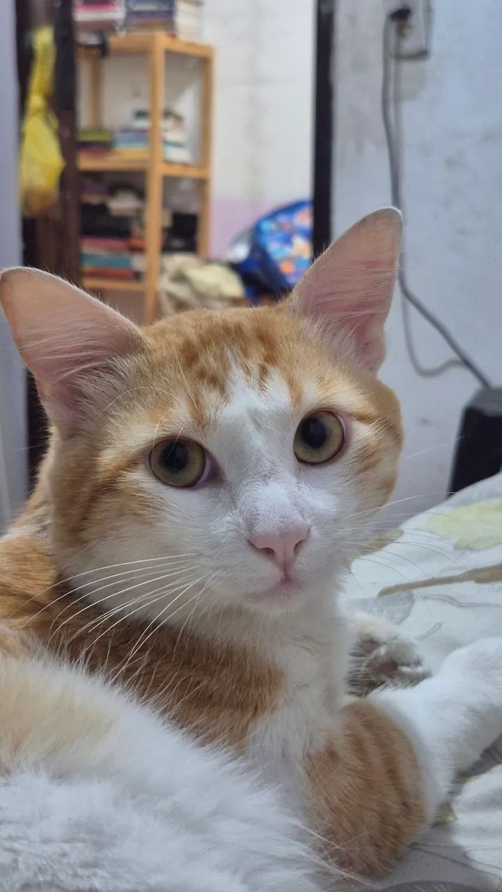 Gatinho para doação 
