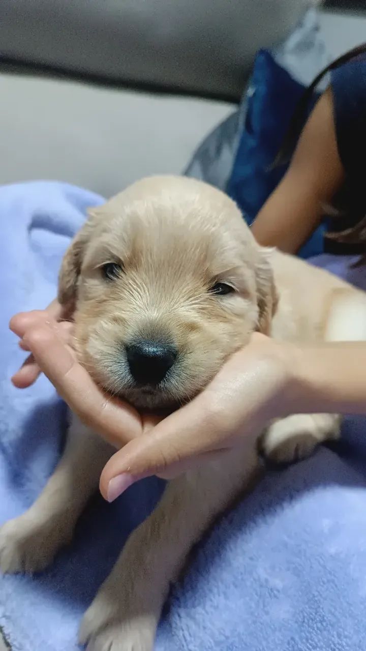 Golden 