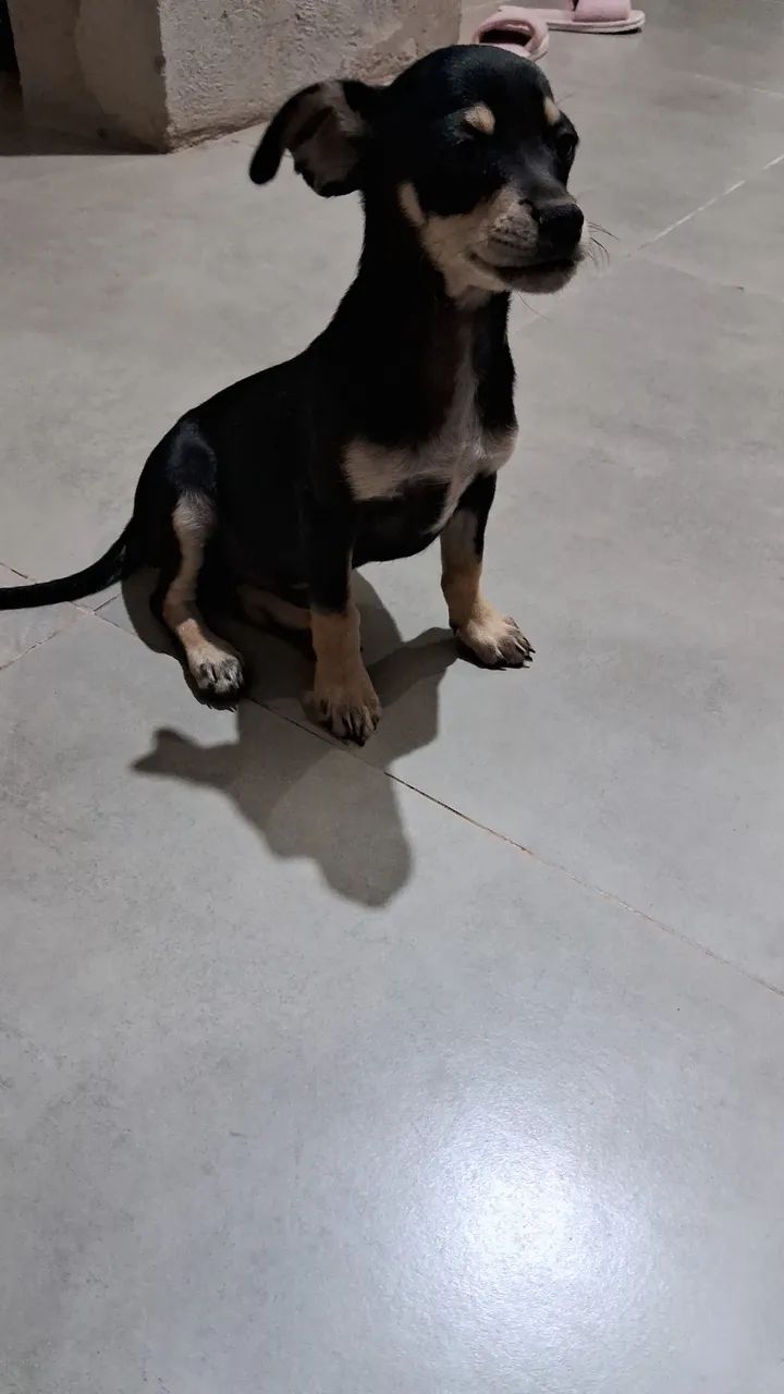 Cachorro pinscher 