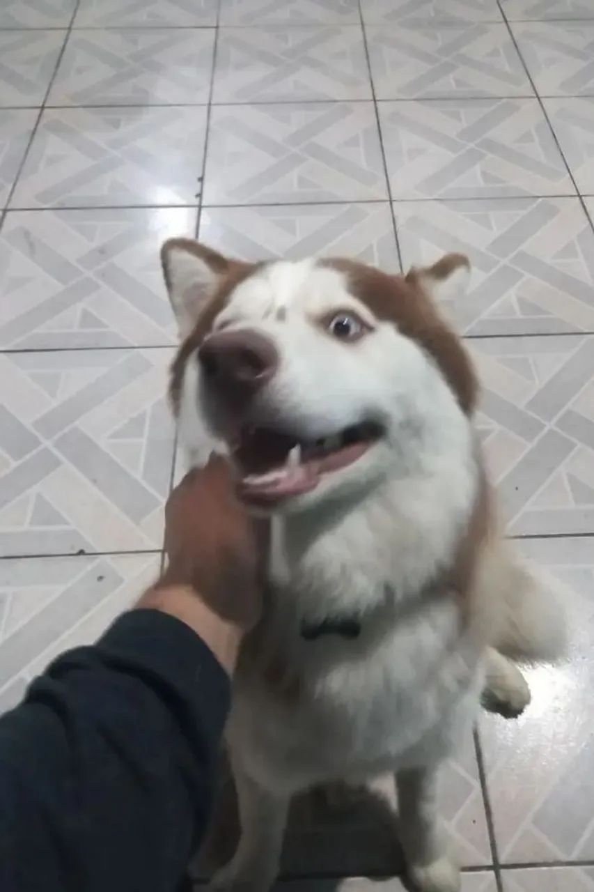 Cachorro Husky siberiano  - Foto 2