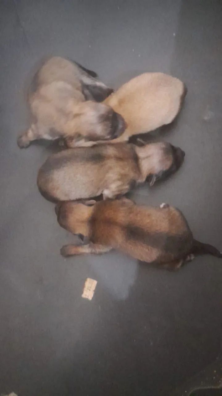 Lulu da Pomerânia  - Foto 4