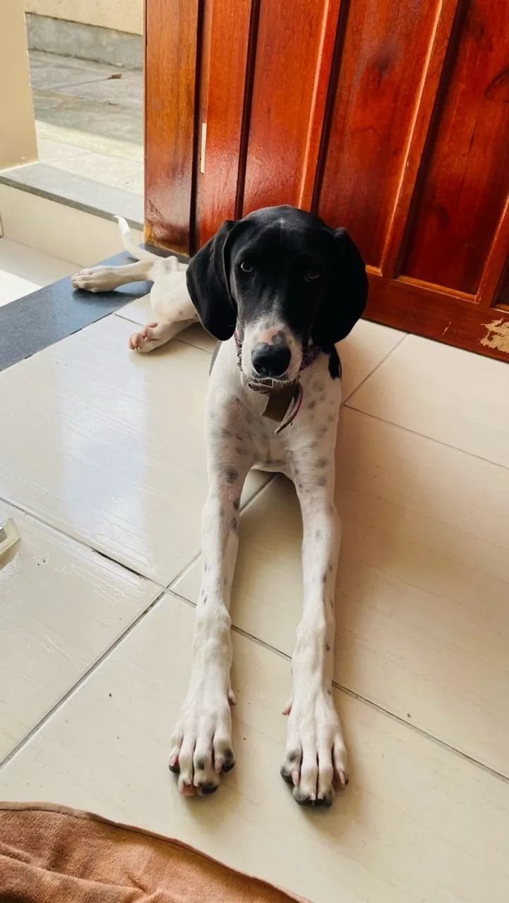Doação Responsável  - Foto 4