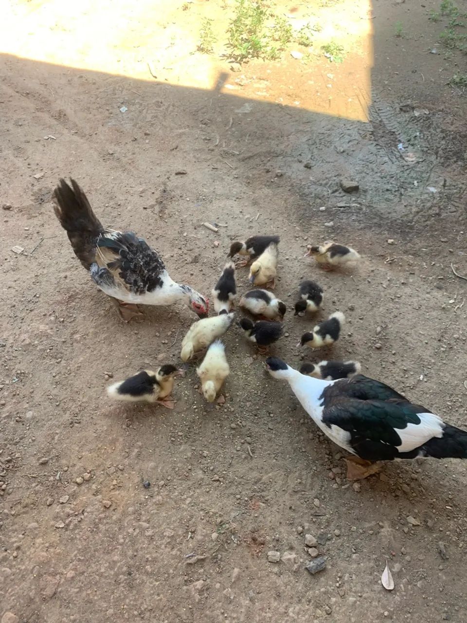 Vendo todos  - Foto 4