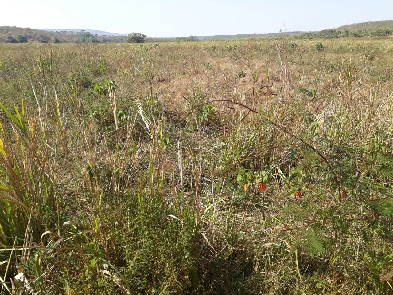 Fazenda - Foto 3