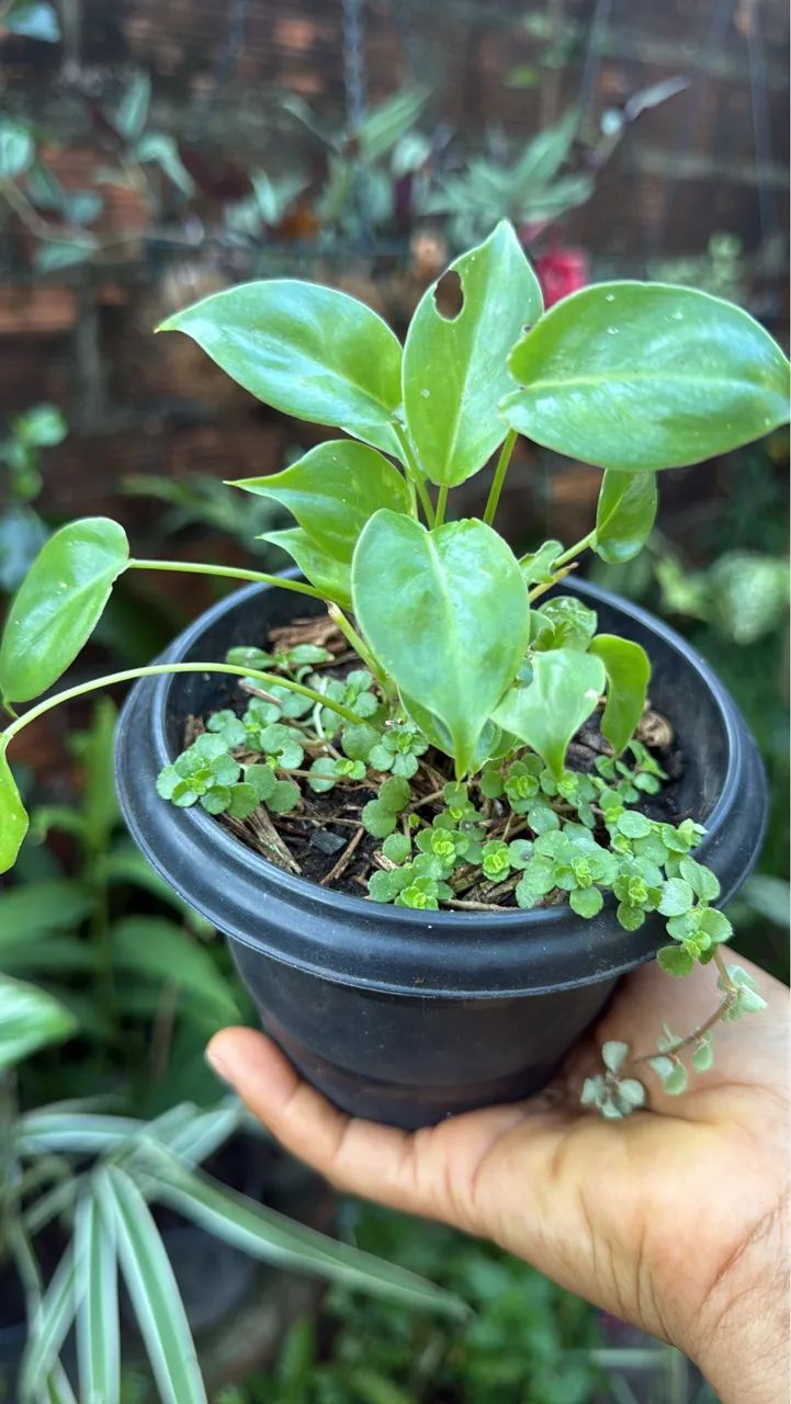Plantas - Foto 3