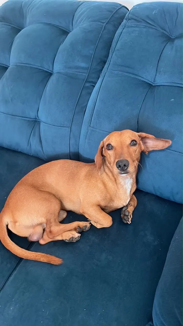PROCURANDO UMA NAMORADA - Foto 2
