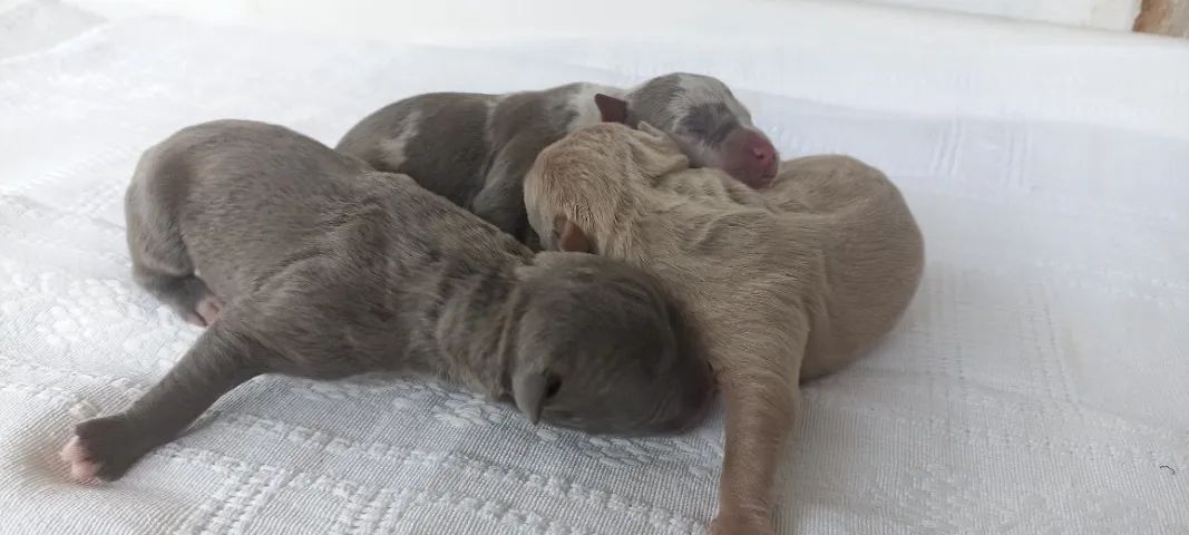 Pit Bull R$700.oo - Foto 4