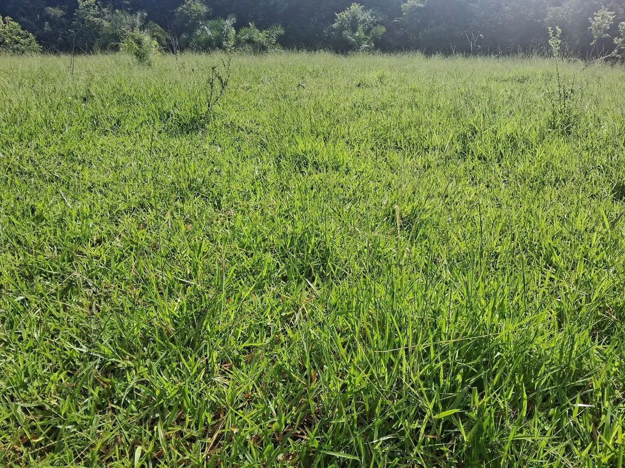 Chácara a venda em Taboco corguinho ms