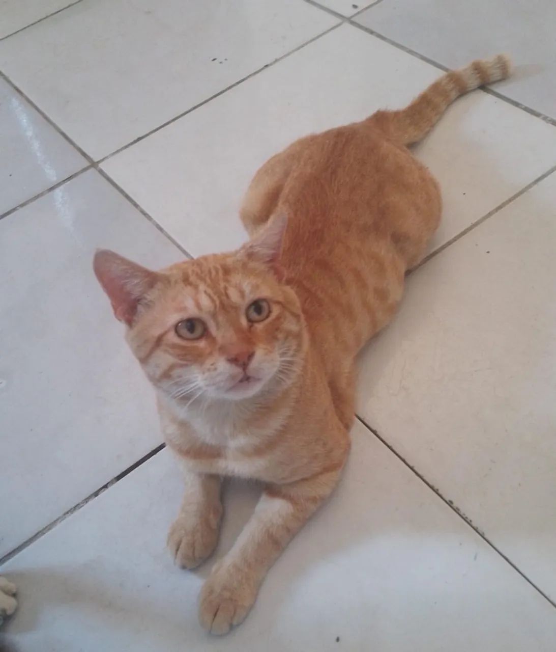 Gato para adoção  - Foto 3