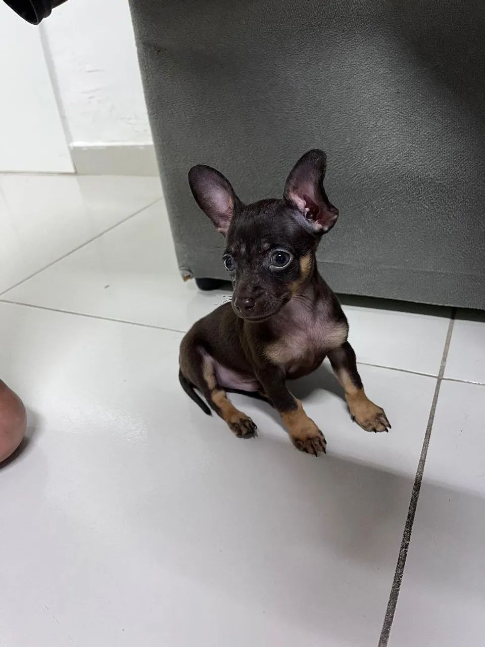 Vemde-se pinsher 