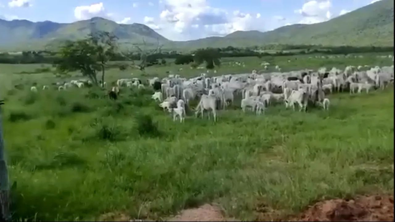 Fazenda de 560 alqueires em Monte Alegre-GO - Foto 3