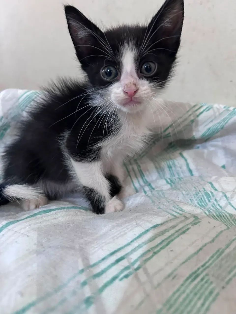 Adoção URGENTE Gatinho Filhote / Gatinhos filhotes  - Foto 4