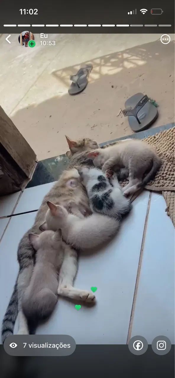 Gatinhos lindos