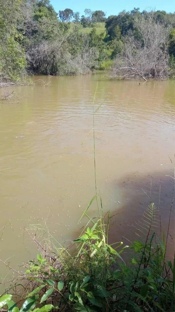 Fazenda em catalão pecuária  - Foto 5